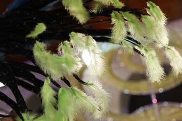 Daniela Medina, Reina del Carnaval de La Tierra/Lpcarnaval.